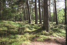 Der Wald als natürlicher Kohlenstoffspeicher. | © 2017 Unsplash.com; Foto: Dave Robinson Der Wald als natürlicher Kohlenstoffspeicher.